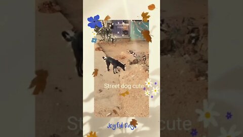 Street dog female,#shorts#,#street dog shorts#,#street dog female#,#animal love#