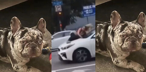 REMIX: BRAVE Woman CHASES Dog Kidnappers on HOOD of Moving Car! 😱 Unbelievable Showdown on CAM