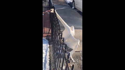 Swan was stuck in a fence