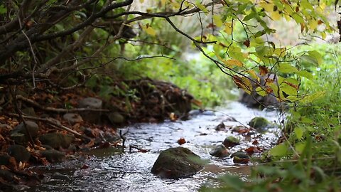 Calm the Mind Instantly with Serene Forest Stream and Soothing Water Sounds - ASMR for Stress Relief