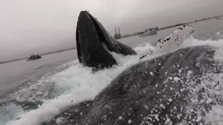 Balena quasi rovescia un kayak in California