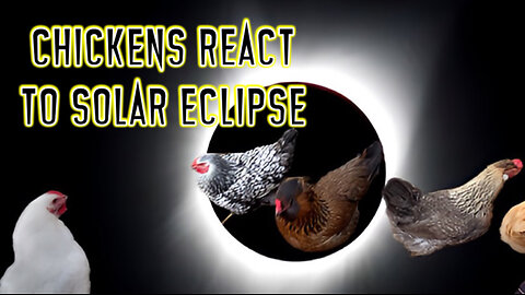 How Chickens React To Solar Eclipse