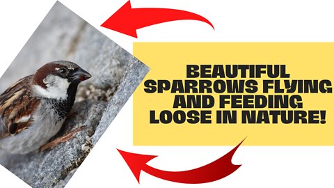 VIDEOS COMPILED WITH BEAUTIFUL SPARROWS FLYING AND FEEDING LOOSE AND FREE IN NATURE!