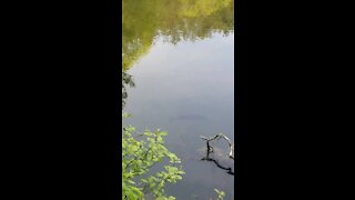 HUGE Bass in Wild Mountain Lake