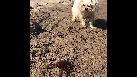 Curious pup can't stop barking at crab on the beach