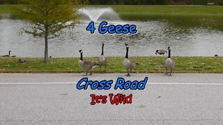 4 Geese Cross Road