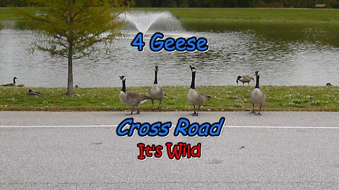 4 Geese Cross Road