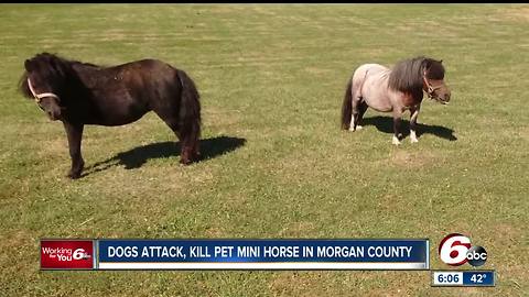 Pet mini horse attacked, killed by dogs in Morgan County
