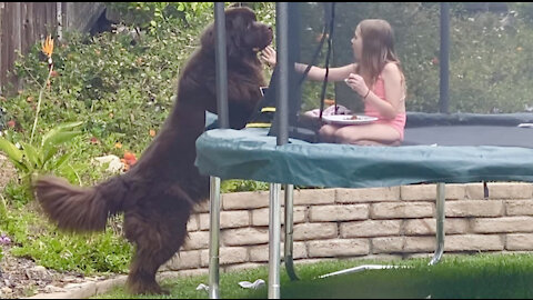 Bear-like dog tries to snatch girl’s lunch