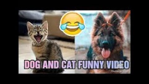 funny cats and dogs compilation cute cat #short