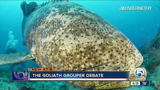 Debate over allowing fishing for Goliath grouper