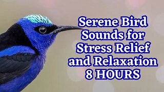 Serene Bird Sounds for Stress Relief and Relaxation | 8 Hours of Nature Ambience