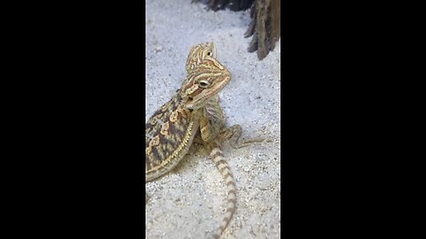 Friendly lizard love his friend