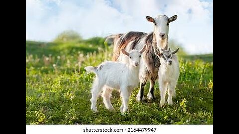 Goast love, Goatselfie, Goats yoga, cute goats