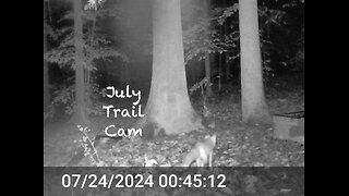 July Critter Cam with Surprises and a Few Creepy Crawlies