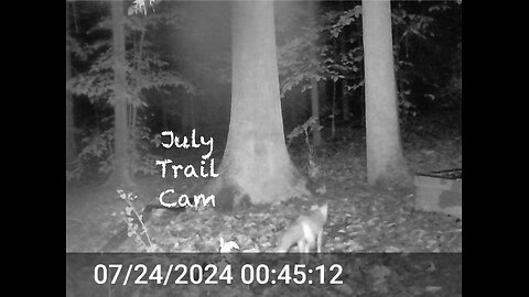 July Critter Cam with Surprises and a Few Creepy Crawlies