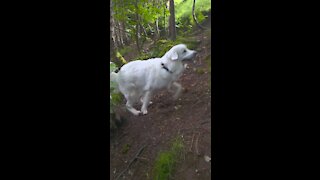 Polish Tatra sheepdog in Scottish mountain