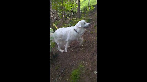 Polish Tatra sheepdog in Scottish mountain