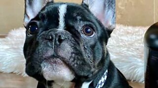 French Bulldog Puppy Imitates Mouth Movements