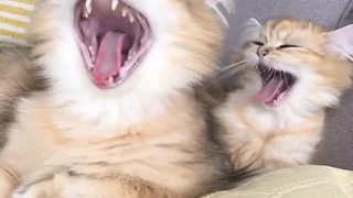 Cat and kitten adorably yawn simultaneously