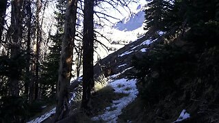 WHAT HAPPENED HERE?! Bull Elk slides Down Mountain!