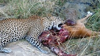 Crocodile Vs. Leopard: Fight For Impala