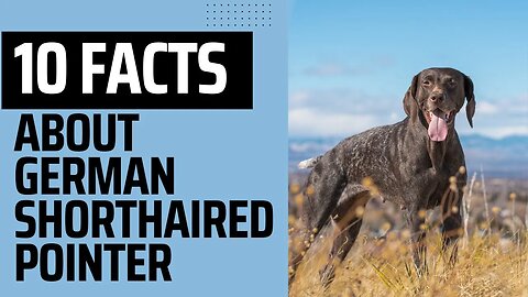 10 German Shorthaired Pointer Facts.