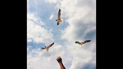 Birds flying in the blue sky 🕊️🦅