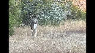 Deer Doing Deer Things (Other Wildlife) RUTTING BUCKS TURKEY FIGHT #hunting