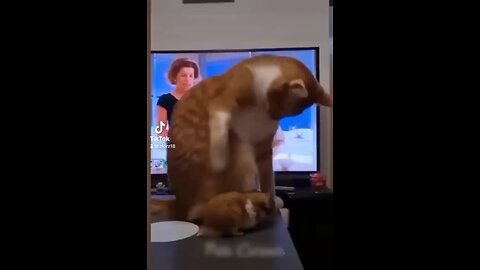 Funny cats