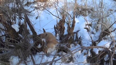 Snaring in the Snow: Bobcats, coyotes, fox