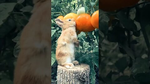 funny rabbit)) #funnyrabbit #rabbit #bunny #rabbitfood