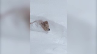 "A Golden Retriever Is Having A Blast Hopping Through the Snow"