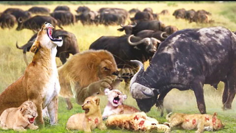 Omg...The Lion Cried All His Tears When He Saw His Son Being Gored To Death By A Herd Of Buffalo