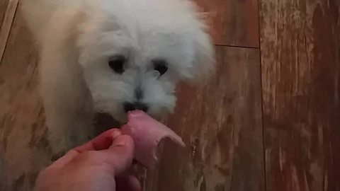 Puppy's first contact with meat leaves her baffled