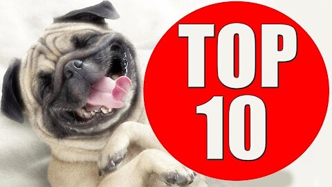 TOP 10 dogs barking videos compilation | SUPER FUNNY
