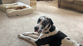 Cat takes over Great Dane's XXL dog bed