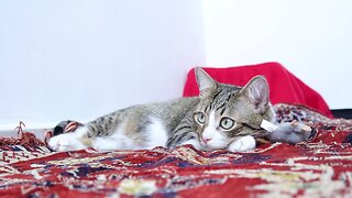 Cute Tabby Cat Sits on the Carpet