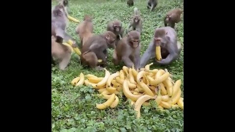 Monkey Eating Banana | Monkey Funny Eating Video | trending 2022 | try not to laugh