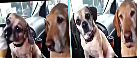 This poor dogs can't wait for his turn to eat ice cream | So Great Puppy