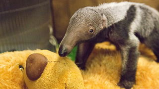 Baby Giant Anteater Loves Her Teddy Bear: ZooBorns