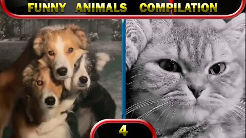 Funny Animals 2022 February 😂 Cats 😂 Dogs 😂 Cute Animals 😂 Compilation 4