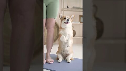 Cutest dog video.