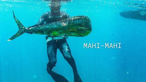 INSANE Spearfishing for Giant Dolphin Fish / Mahi Mahi / Dorado In BAJA MEXICO, Sea Of Cortez!