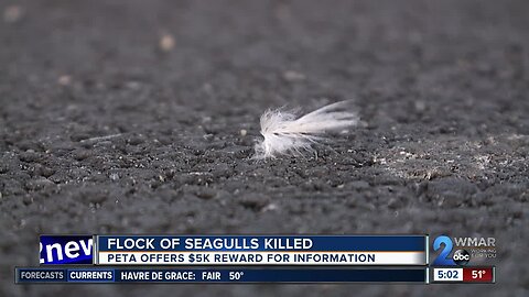 Police describe scene where flock of seagulls were killed, $5k reward offered