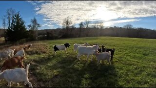 Moving the goats into the hayfield | New GoPro 11 | Goats in 4k