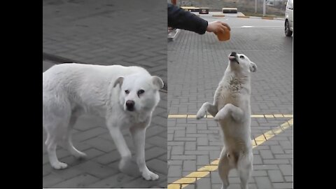 Russian guys met a dog at a gas station, it turned out that the dog is not easy