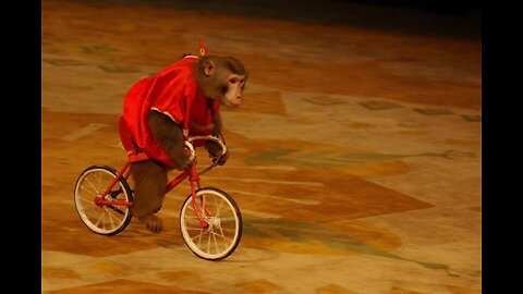 Monkey Riding Bicycle Funny Monkey 🐒 #shorts Funny Animals Comedy Videos 3D Cartoons..