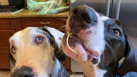 Pack Of Great Danes Share Tasty Spaghetti Treat