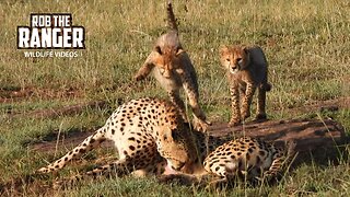 Two Cute Cheetah Cubs | Lalashe Maasai Mara Safari